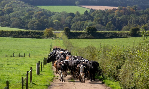 Cows walking down a track.